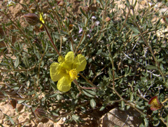 Helianthemum ventosum