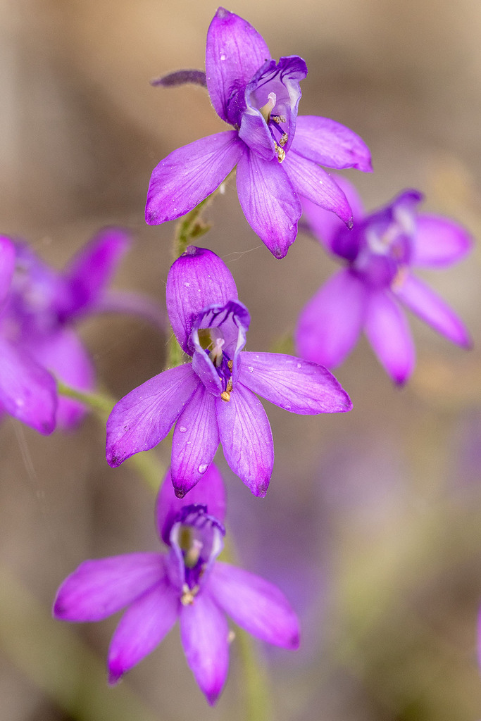 Delphinium tenuissimum
