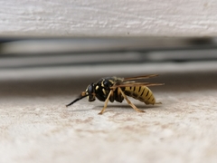 Temnostoma vespiforme