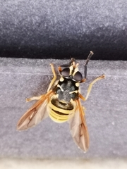 Temnostoma vespiforme