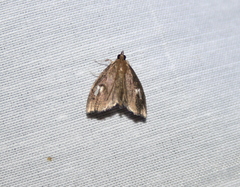 Perispasta caeculalis