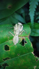 Theopompa ophthalmica