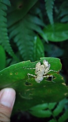 Theopompa ophthalmica