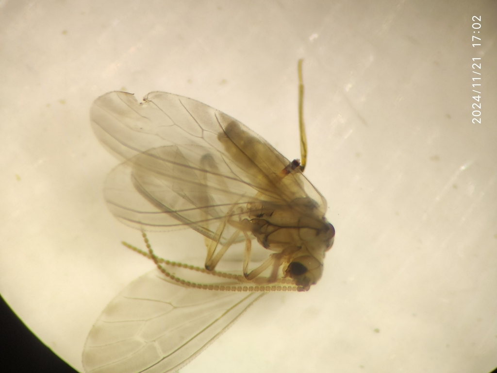 Semidalis brasiliensis
