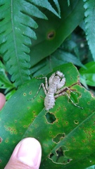 Theopompa ophthalmica