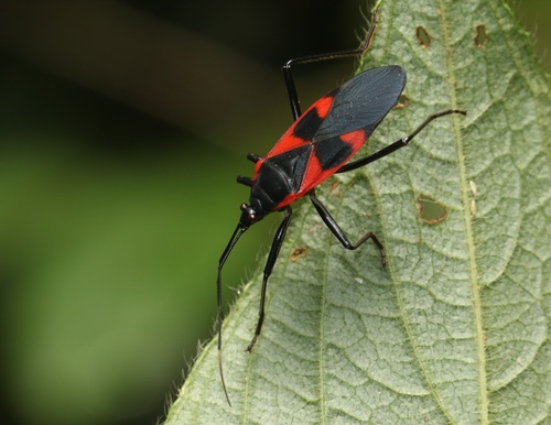 Antilochus lineatipes · iNaturalist