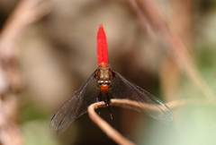 Orthetrum testaceum soembanum