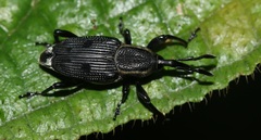 Dryophthorinae