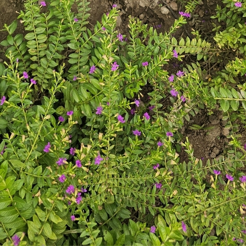 Cuphea hyssopifolia