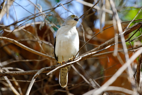 Frances's Sparrowhawk (Tachyspiza francesiae), photo 9