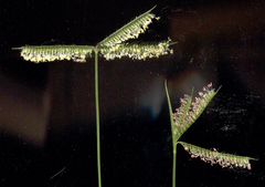 Dactyloctenium australe