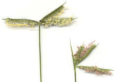 Dactyloctenium australe