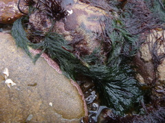 Cladophora rupestris