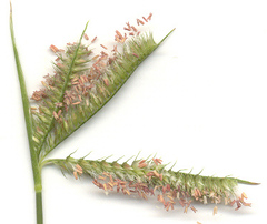 Dactyloctenium australe