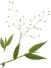 Megastachya mucronata