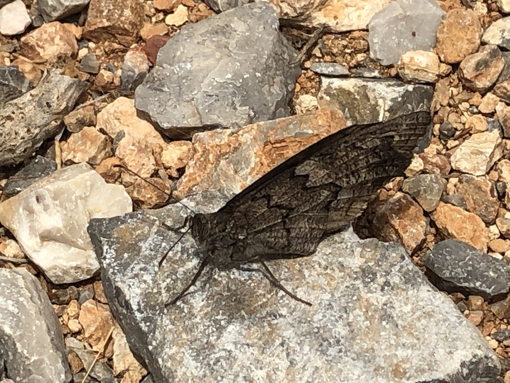 Freyer's Grayling