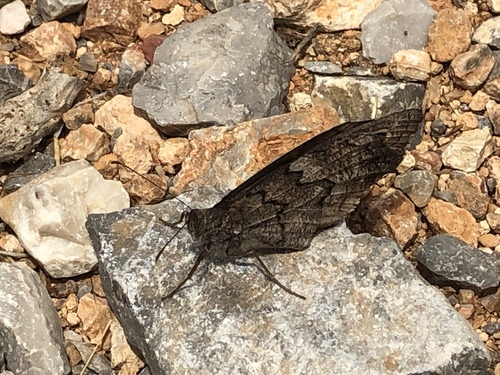 Freyer's Grayling