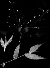 Megastachya mucronata