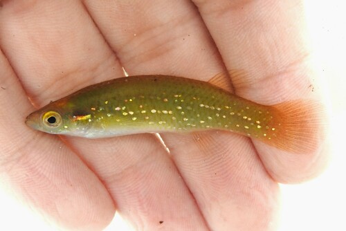 Golden Topminnow