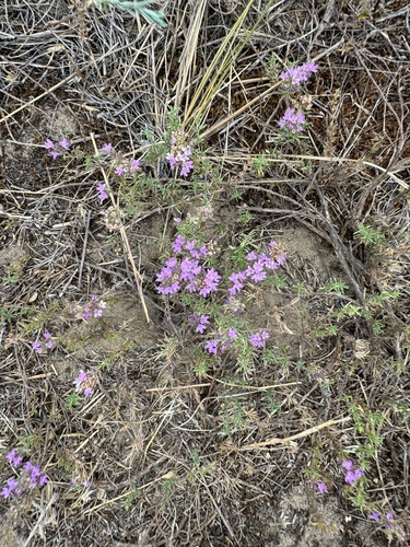 Image of Thymus pallasianus by (c) Jesenia K., some rights reserved (CC BY)