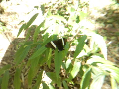 Siproeta epaphus trayja