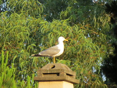 Larus michahellis