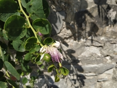 Capparis