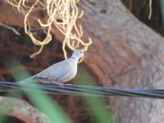 Streptopelia decaocto