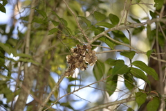 Dioscorea transversa