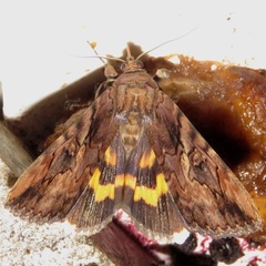 Catocala muliercula