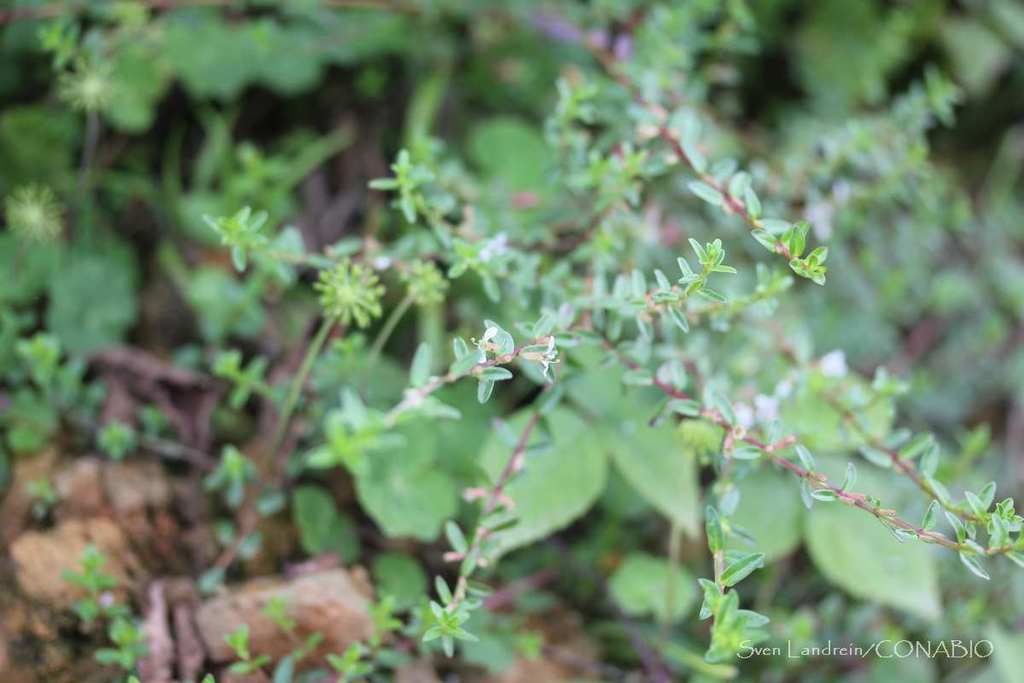 Lythrum gracile