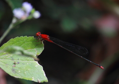 Pseudagrion pilidorsum declaratum