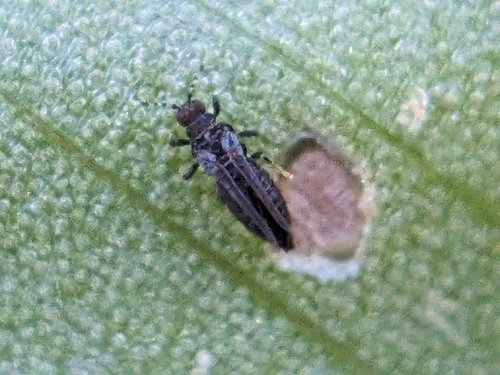 Redbanded Thrips photo 4