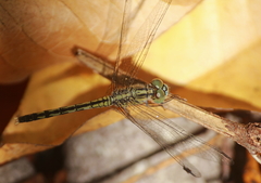 Diplacodes trivialis