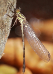 Euphaea lara