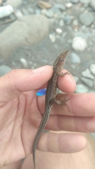 Darevskia derjugini silvatica