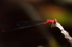 Pseudagrion pilidorsum declaratum