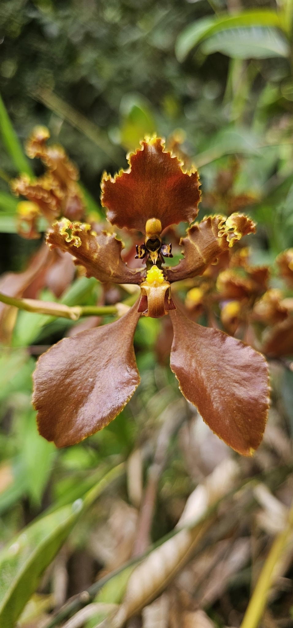 Cyrtochilum trifurcatum (Lindl.) Kraenzl. 3
