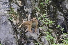 Macaca assamensis