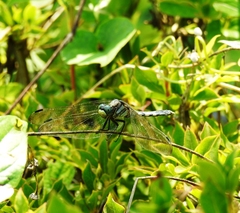 Orthetrum albistylum speciosum
