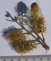 Combretum eugeneanum