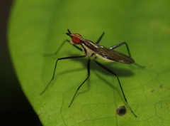 Telostylinus lineolatus