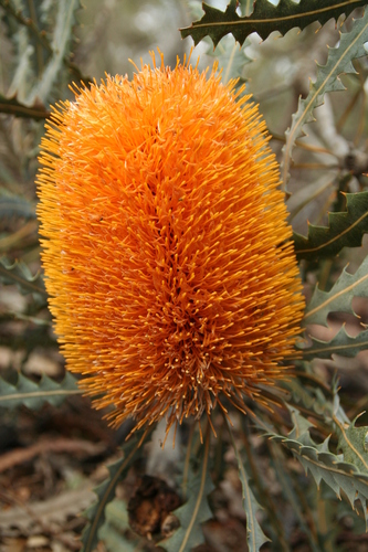 Ashby's banksia (Banksia ashbyi)