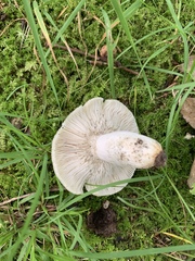 Russula parvovirescens
