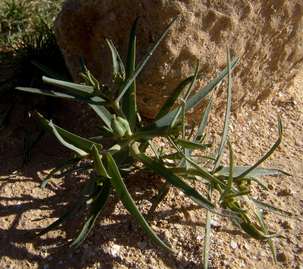 Euphorbia grossheimii