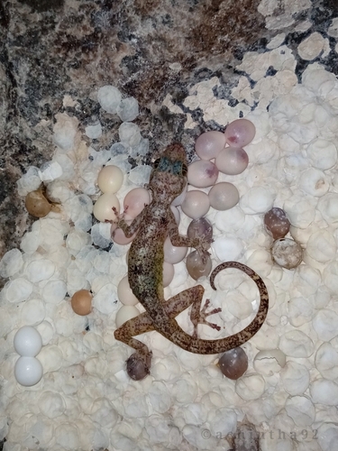 Great Rock gecko, Calodactylodes illingworthorum