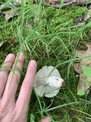 Russula parvovirescens