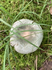 Russula parvovirescens