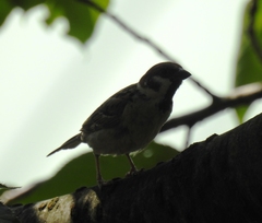 Passer montanus