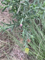 Osteospermum spinosum